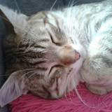 Tigrou
