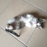 Fifille
