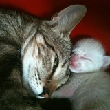 Otys & ses bébés