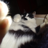 Pépite