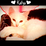 Kalya