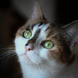 Héra