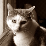 Mattias