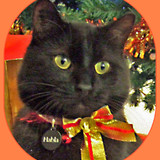 Habla 
