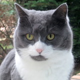 Mia