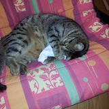 Les chat trop mignon !!!