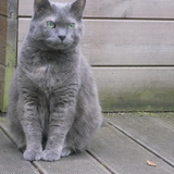 Minette (pépitée d'or)