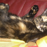 griotte