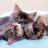 La Team des  Chats-SOSIES