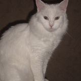Choupette