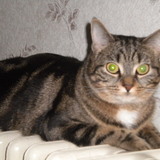 Pépétte