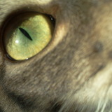 Chat aux yeux verts (émeraude) !!
