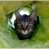 Kittie