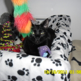 O'Malley 