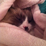 fifi