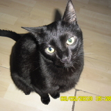 O'Malley 
