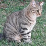 Yûki