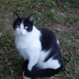 Kitty