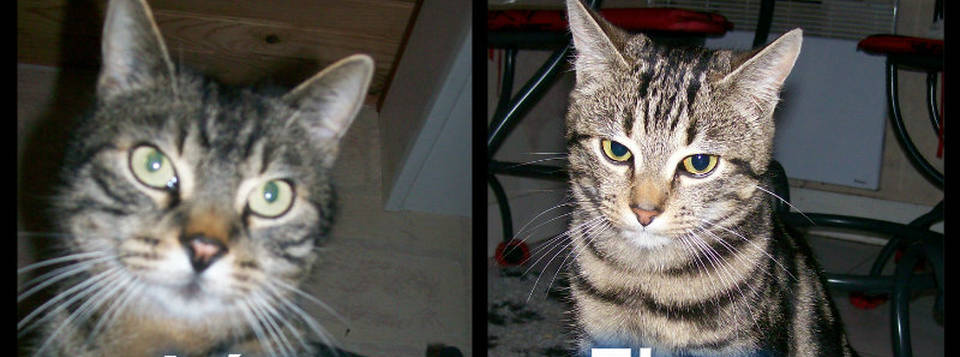 Léo alias Loulou et Fimo