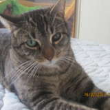 Calypso
