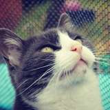 minette