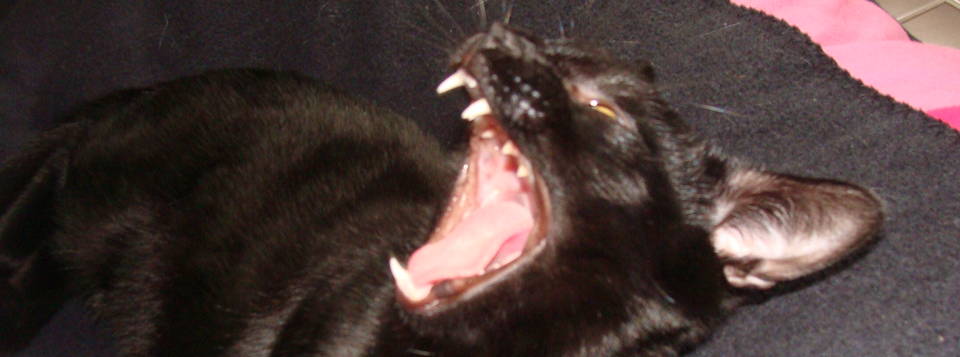 Negro