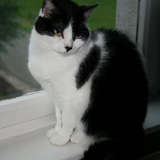 Cat Indoors