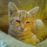 willy
