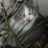 Harmonie