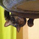 Budy