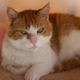 mimi