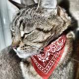 Chouchou