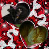 R.I.P Noireau et mon PtitMinou