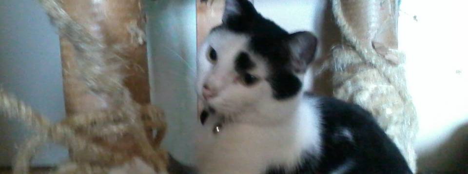 gugusse