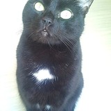 stella