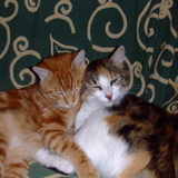 Layla & Lico
