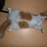 t'as dit quoi Maman ? je suis trop mignon ?