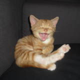 Whisky
