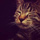 Chipo