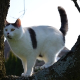 Chat perché ;o)