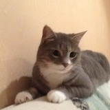 Clochette