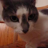 Mystic