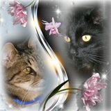 MIMINE &ROMEO