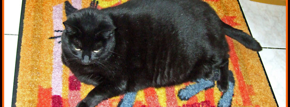 Bagheera