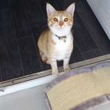 Alvin