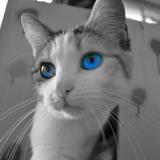 Retouche photo of Yummypets