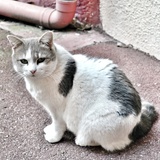 Maman Chaton