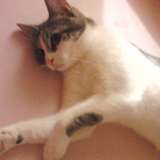 Moufette 