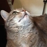 fia =^.^=