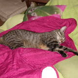 Filou